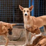 கேரளாவில் தெருநாய்கள் மேலாண்மை தொடர்பான புதிய நடைமுறைகள் குறித்த அறிவிப்பு