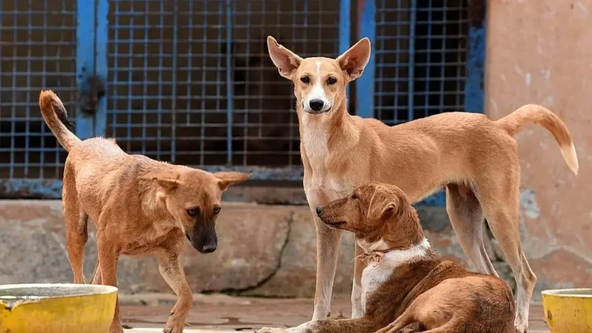 கேரளாவில் தெருநாய்கள் மேலாண்மை தொடர்பான புதிய நடைமுறைகள் குறித்த அறிவிப்பு
