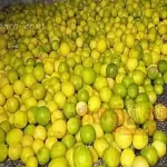 கோயம்பேடு சந்தையில் அடுக்கி வைக்கப்பட்டுள்ள எலுமிச்சை பழங்கள்
