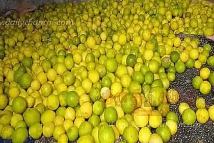 கோயம்பேடு சந்தையில் அடுக்கி வைக்கப்பட்டுள்ள எலுமிச்சை பழங்கள்