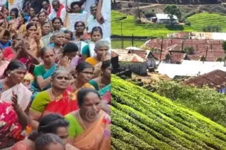 மேகமலை புலிகள் சரணாலயப் பகுதி