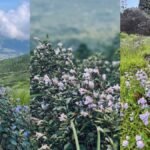 மூணாறில் பூத்துக் குலுங்கும் நீலக்குறிஞ்சி மலர்கள்