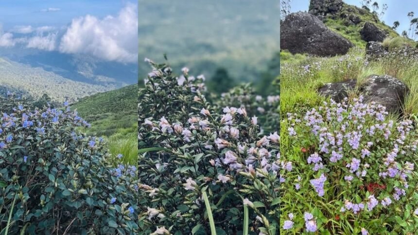 மூணாறில் பூத்துக் குலுங்கும் நீலக்குறிஞ்சி மலர்கள்