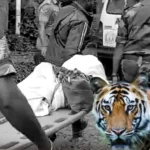 நீலகிரி மாவட்டம் கூடலூர் அருகே புலி தாக்கி உயிரிழந்த பாலகிருஷ்ணன் உடலை வனத்துறையினர் ஆய்வு செய்கின்றனர்.