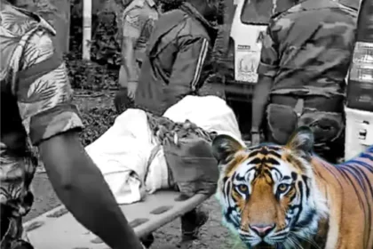 நீலகிரி மாவட்டம் கூடலூர் அருகே புலி தாக்கி உயிரிழந்த பாலகிருஷ்ணன் உடலை வனத்துறையினர் ஆய்வு செய்கின்றனர்.