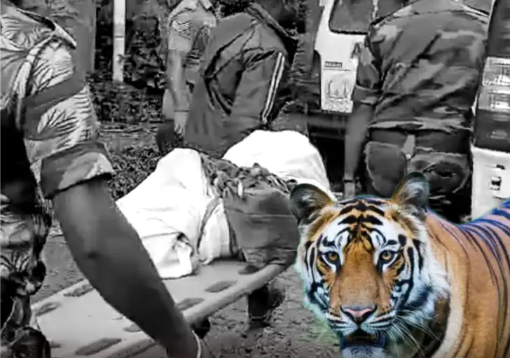 நீலகிரி மாவட்டம் கூடலூர் அருகே புலி தாக்கி உயிரிழந்த பாலகிருஷ்ணன் உடலை வனத்துறையினர் ஆய்வு செய்கின்றனர்.
