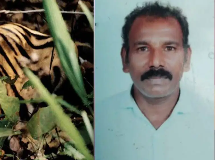 நீலகிரி மாவட்டம் கூடலூர் அருகே புலி தாக்கி உயிரிழந்த தேயிலைத் தோட்டத் தொழிலாளி ரவியின் உடல்