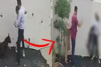பாட்டியாலாவில் தம்பதியரை தாக்கிய பிட்புல் நாய்