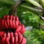 செவ்வாழைப் பழம்