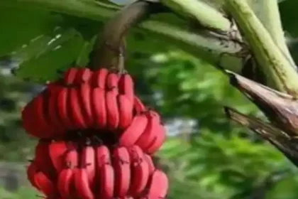செவ்வாழைப் பழம்