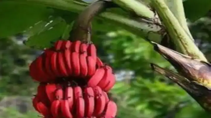செவ்வாழைப் பழம்