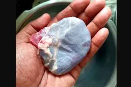 ஆட்டின் மண்ணீரலான சுவரொட்டி உணவுப் பொருள்
