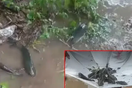 தெலங்கானாவில் வானத்தில் இருந்து விழும் மீன்களை சேகரிக்கும் பொதுமக்கள்