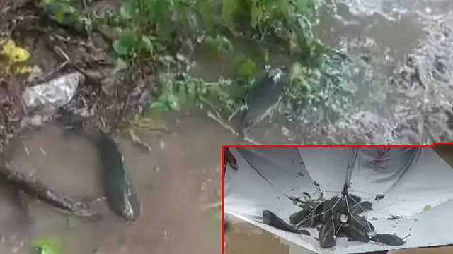 தெலங்கானாவில் வானத்தில் இருந்து விழும் மீன்களை சேகரிக்கும் பொதுமக்கள்