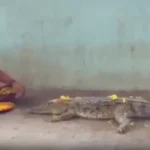 மழை வேண்டி முதலைக்கு பூஜை செய்யும் அர்ச்சகர்