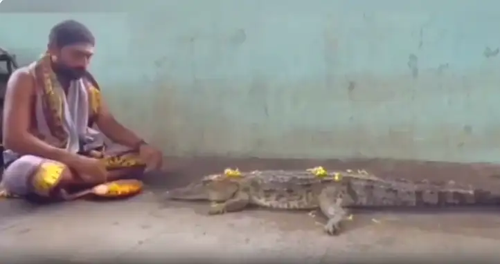 மழை வேண்டி முதலைக்கு பூஜை செய்யும் அர்ச்சகர்