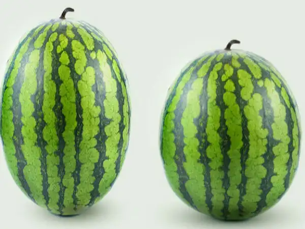 தர்பூசணி பழம் மற்றும் ஜூஸ்