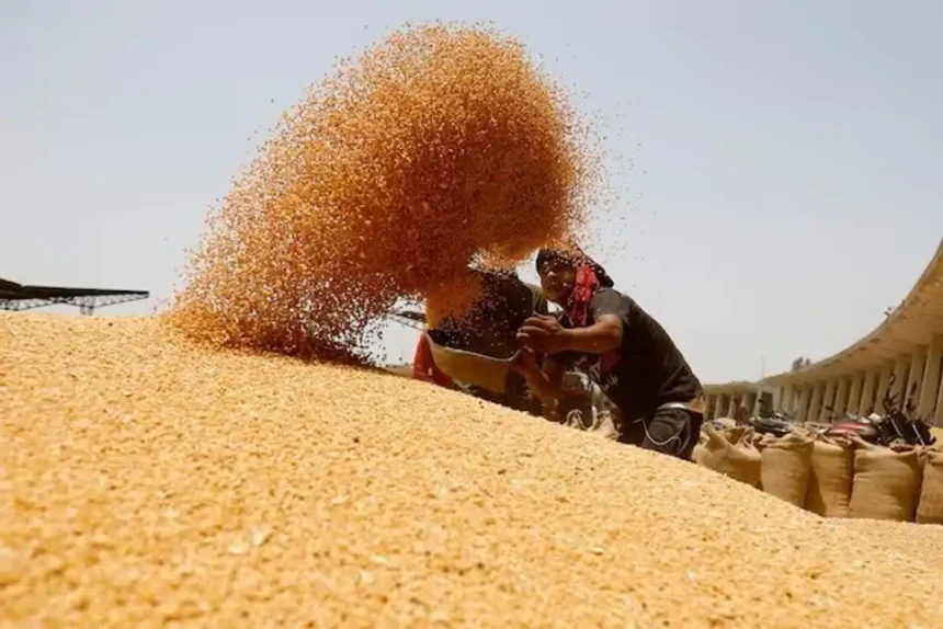 மத்திய அரசு கோதுமை ஏற்றுமதிக்கு விதித்திருந்த தடையை நீக்குதல்