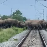 தண்டவாளத்தில் யானைக் கூட்டம்