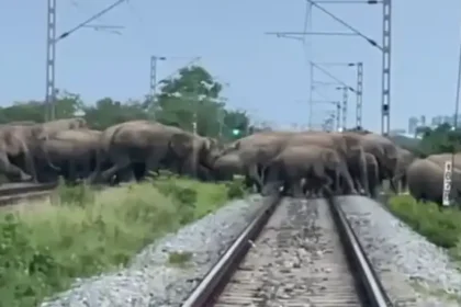 தண்டவாளத்தில் யானைக் கூட்டம்