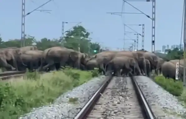 தண்டவாளத்தில் யானைக் கூட்டம்