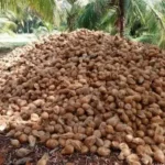 விவசாயிகள் இருப்பு வைத்த தேங்காய்கள்