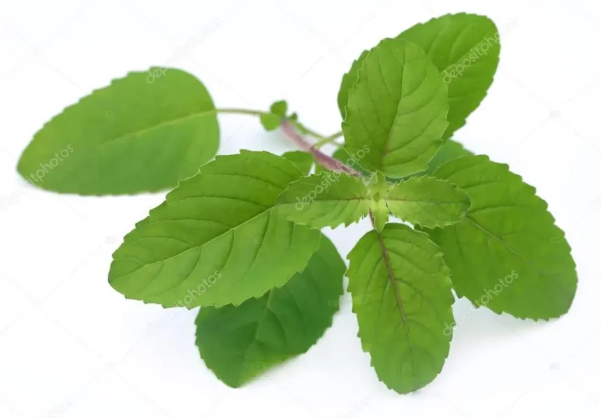 பல்வேறு மூலிகைகள் மற்றும் பழங்கள்