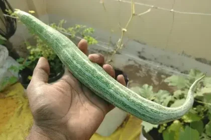 வீட்டு மாடித் தோட்டத்தில் வளர்க்கப்படும் புடலங்காய் கொடிகள்