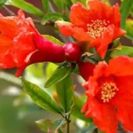 மாதுளை பூக்கள் மற்றும் பழங்கள்