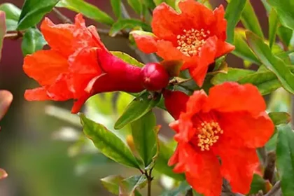மாதுளை பூக்கள் மற்றும் பழங்கள்
