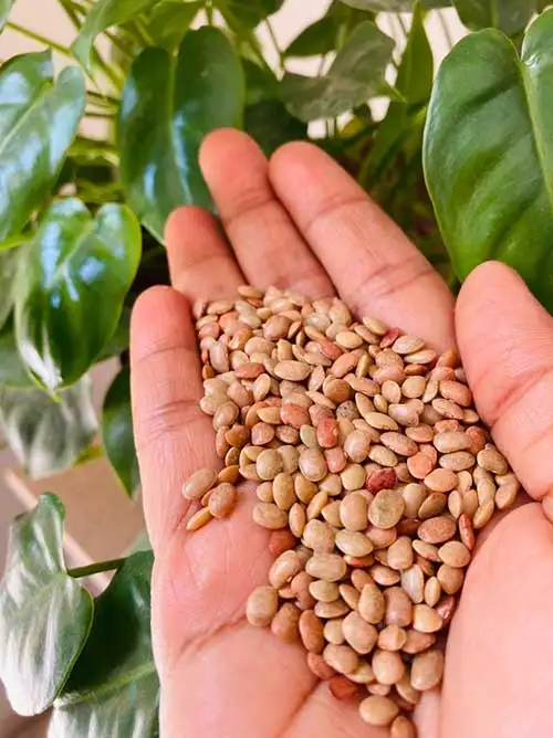 முளைவிட்ட தானியங்கள்