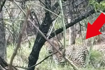 திருப்பதி மலைப்பாதையில் சிறுத்தைப்புலி நடமாட்டம்