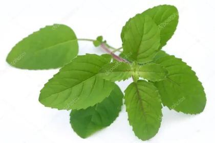 வீட்டில் வளர்க்கப்படும் துளசி செடி