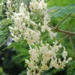 முருங்கைக்காய் மற்றும் முருங்கை சூப் கோப்பை