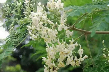 முருங்கைக்காய் மற்றும் முருங்கை சூப் கோப்பை