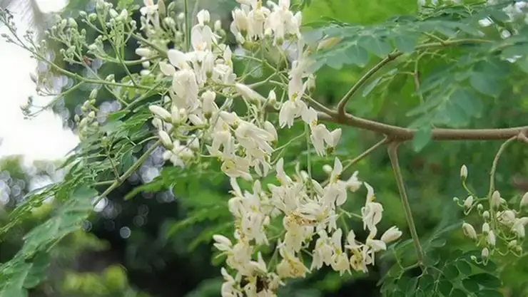 முருங்கைக்காய் மற்றும் முருங்கை சூப் கோப்பை