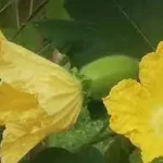 பச்சை நிற வெண்பூசணி பழம் மற்றும் அதன் சாறு
