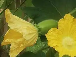 பச்சை நிற வெண்பூசணி பழம் மற்றும் அதன் சாறு